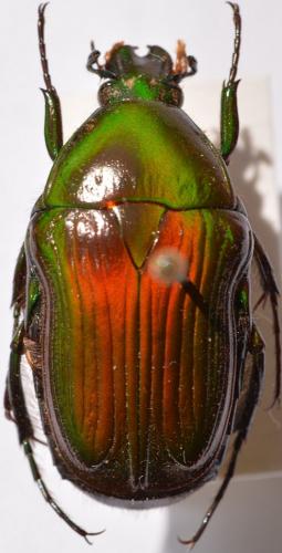 Coptomia rufovaria